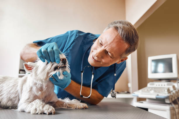 Best Pediatric Emergency Dentist in Butler, PA